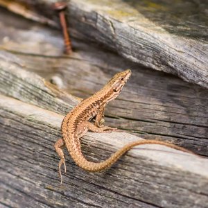 Mauereidechse - Rückansicht