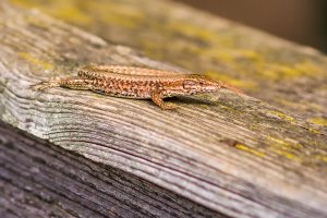 Mauereidechse auf Holzbalken