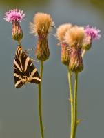 Schmetterling an Distelblüte