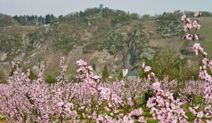 Weinbergspfirsichblüte bei Pünderich