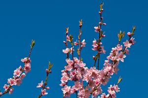 Weinbergspfirsichblüten