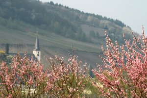 Weinbergspfirsischblüte bei Briedel