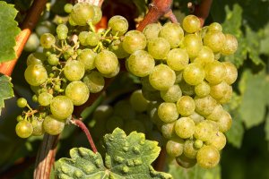 Weiße Trauben 2
