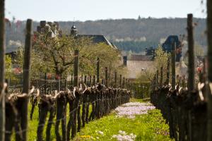 Wiesenschaumkraut im Wingert vor Pünderich