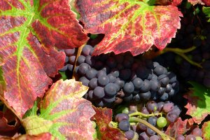 Blaue Traube mit Weinlaub