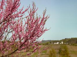 Weinbergspfirsichblüten mit Marienburg