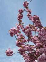 Weinbergspfirsichblüten