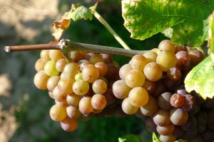 Weiße Traube