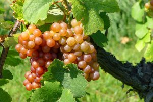 Weiße Trauben am Weinstock