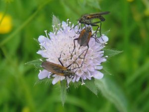 Ackerwitwenblume, Knautia Arvensis