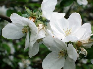 Apfelblüten