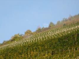 Blick über die Weinberge von Alf-Mosel