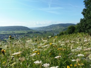 Blick über Wildwiese auf Reil und Pünderich, Mosel