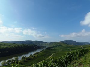 Blick vom Uhusteig Briedel auf Marienburg u Pünderich
