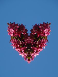 Blütenherz, Blüten vom Holzapfel