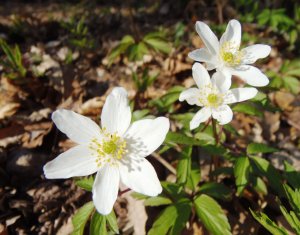 Buschwindröschen, Anemone