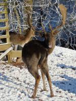 Damhirsch im Winter