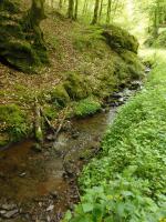 Dauselbach, Kondelwald, Seitental des Ues