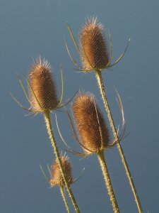 Distel