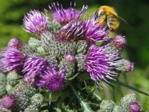 Distel mit Hummel