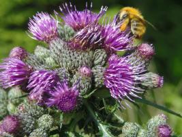 Distel mit Hummel