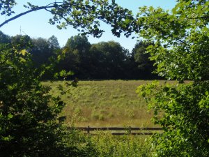 Dürremaar, Nähe Holzmaar, Gillenfeld