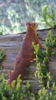Eichhörnchen (3)