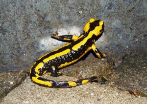 Feuersalamander
