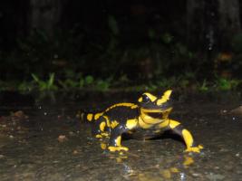 Feuersalamander 3