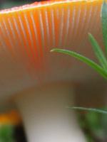 Fliegenpilz 1