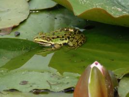 Frosch unter Seerosenblatt