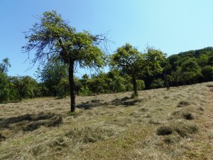 Heuernte auf den Streuobstwiesen, Alf - Mosel