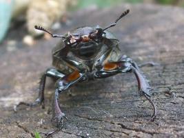 Hirschkäfer, Lucanus Cervus, Weibchen 1