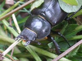 Hirschkäfer, Lucanus Cervus Weibchen 2