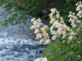 Kastanienblüten über dem Uesbach