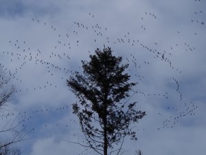 Kraniche, Frühlingsboten, über dem Kondelwald