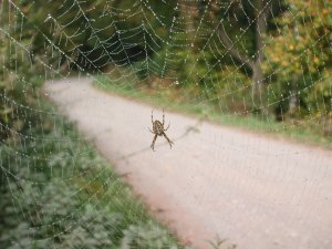 Kreuzspinne am Wegrand