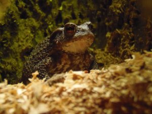 Kröte im hohlen Baum