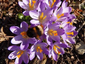 Krokus mit Hummel, Frühlingsboten1