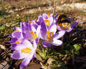 Krokus mit Hummel, Frühlingsboten2