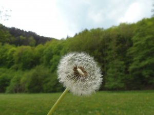 Löwenzahn, Pusteblume