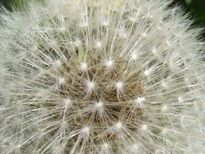 Löwenzahn, Pusteblume 4