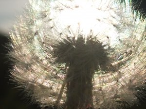 Löwenzahn, Pusteblume 5