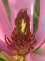 Magnolienblüte, Purpurmagnolie, Magnolia liliiflora