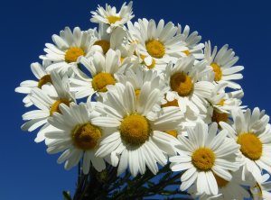 Margariten, Leucanthemum 1