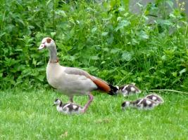 Nilgans mit Nachwuchs