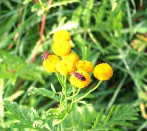 Rheinfarn mit Feuerwanzen