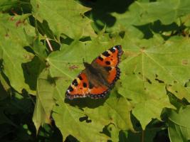 Schmetterling, Kleiner Fuchs(Aglas urticae)