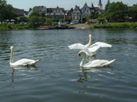 Schwäne auf der Mosel vor Pünderich