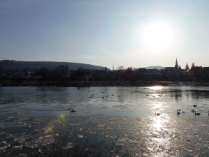 Schwäne auf der vereisten Mosel vor Pünderich